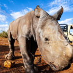 donation to save rhinos