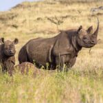 black rhinos on grass