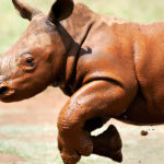 Rhino Conservation