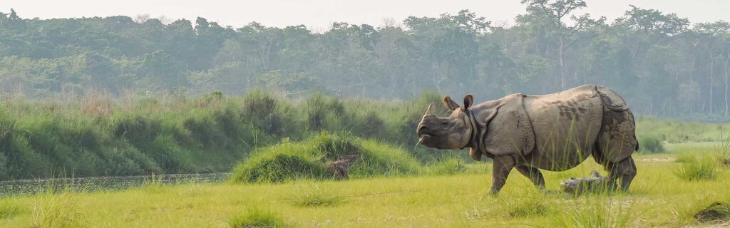 javan rhino diet