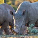 Rockwood Conservation Rhino Nursery 3