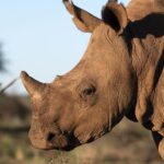 Rockwood Conservation Rhino Nursery 2